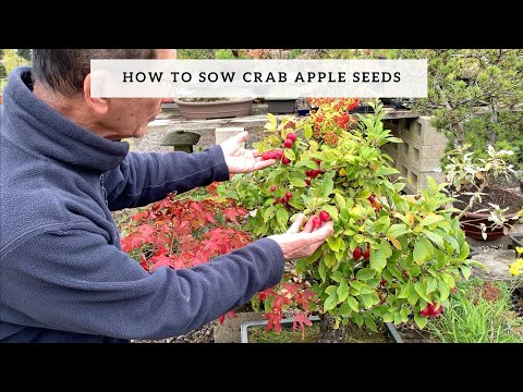 Do crab apples have seeds?