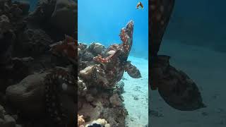 Octopus | most beautiful Octopus under the sea | Octopus mating |