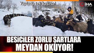 Muş’ta Besiciler Kışın Zor Şartlarına Rağmen Hayvancılığı Sürdürüyor