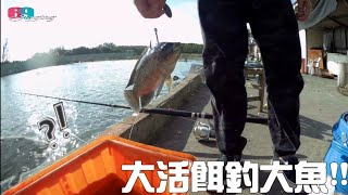 大活餌釣大魚..池裡現釣的大吳郭魚就是好用,馬上鉤下去就拉走!!以為是大斑池,原來也可以當綜合池玩..好好釣太好玩了 2024/11/ 台灣69J釣魚俱樂部(69J Fishing Club)