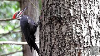 Wonderful encounter with a pileated woodpecker in the bog forest in delta bc Canada