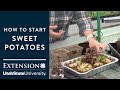 How to Start and Grow Sweet Potatoes