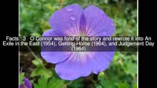 The Geranium Top  #5 Facts