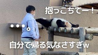 今日もコント😂抱っこされるまで絶対動かない!!飼育員さんに甘えん坊 子パンダ楓浜の帰宅劇場🍁