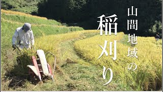 I used a binder to harvest rice in a small terraced rice field.