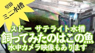 【ミニ水槽】スドーサテライトLで飼える？アカヒレを導入 【ビバアクア】