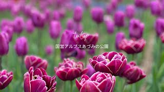 【春色に咲くtulip 🌷】　　　　　　　　　　国営アルプスあづみの公園 堀金・穂高地区