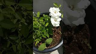 White rose /Container gardening / Terrace garden #journeytohome