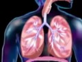 كؤئه ندامى هه ناسه respiratory system