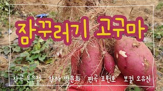 잠꾸러기 고구마 | 가을 동요 | 고구마 관찰