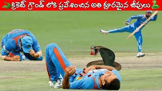 Top 10 Animals Attack In Cricket Ground | Animals Enter In Cricket Match | Rare Moments In cricket |