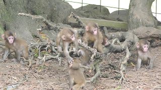 赤ちゃん猿、わんさか♪ 今年うまれたかわいい猿の赤ちゃんたち