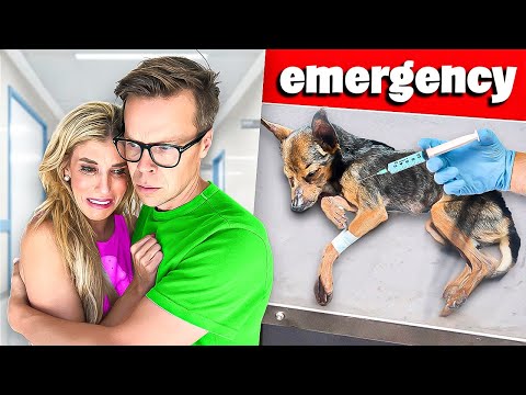 We Rushed Our Dog to the Emergency Room