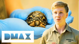 Australia Zoo Welcomes Two Baby Tortoises | Crikey! It's The Irwins