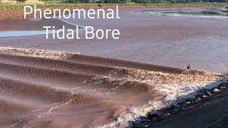 The Phenomenal Tidal Bore Moncton. New Brunswick,Canada