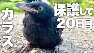 【保護カラス】ノースサファリサッポロにやってきてから２０日目の成長記録　Protected crow growth record 2