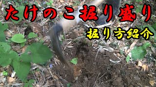 【たけのこ】たけのこの掘り方紹介