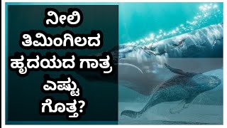 Unknown Facts About Blue in Kannada || ನೀಲಿ ತಿಮಿಂಗಿಲ ||