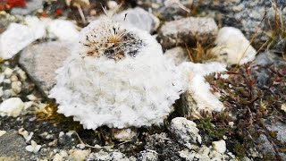 希夏邦马峰5000多米前进营地的雪兔子高原雪山