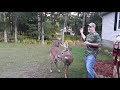 bruno the big friendly buck