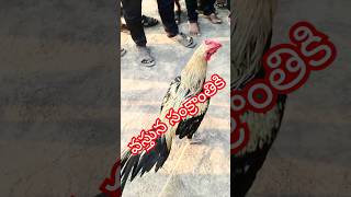 వస్తున్న సంక్రాంతికి 🐓 #hen #shorts #pets #kodipunju #punju #punjulu #kodipunjupanchagam #rooster