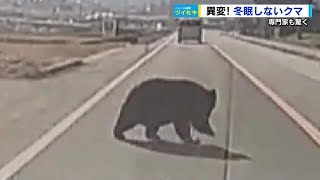 異変！「冬眠しないクマ」専門家も驚く　１２月も各地でクマ目撃　広島 (2023/12/25 18:33)