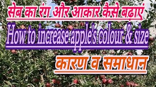 सेब में रंग व आकर कैसे बढ़ाएं || How to increase colour and size in apple || bagwani ki baat