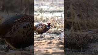 Fasaani #pheasant #birds