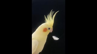Birb and his own feather fall at the same speed