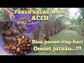 PANEN SALAK MADU ORGANIK ACEH. Tiap Hari Bisa Panen, Omset Jutaan Rupiah dari Budidaya Salak