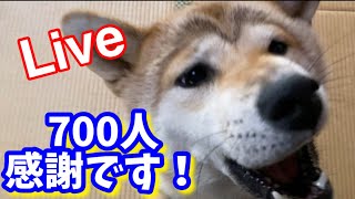 『Live』700人達成！フライングありがとうございます！ごめんなさい途中できれました💦