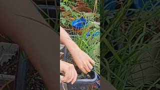 Everlasting Chives - Repot to Rejuvenate the Plants