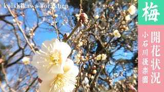 賑わっています！梅 開花状況 小石川後楽園 February 14, 2025