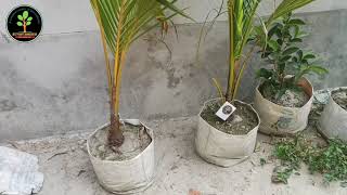 ভিয়েতনামী খাটো জাতের নারিকেল  🌴🌴Vietnam dwarf coconut tree ☎️+8801717807336