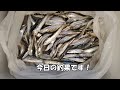 【海釣り】gwに爆釣り 和歌山県 田ノ浦漁港 サビキの釣果（イワシ、サバ、アジ）