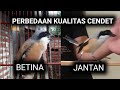 perbedaan kualitas cendet jantan/betina