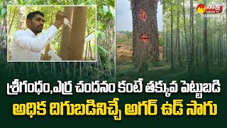 Agarwood Cultivation in Telugu | Agarwood Plant Cultivation and Production Process @SakshiTVSagubadi