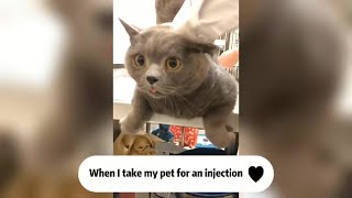 Funny video collection of cat and dog injection-Funny Animal Reaction