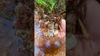 Looking for gold and panning for gold buried in#gold #goldpanning #mininggold #goldhunter