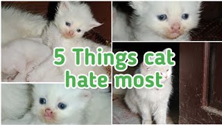 5 Things cat Hate | 5 thing cat hate most  | aggresive  cat most hate 5 thing |Thecatslover|