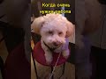 собеседование приемнаработу смешныеживотные юмор смешныеролики maltipoo