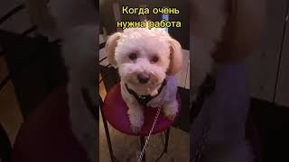 #собеседование #приемнаработу #смешныеживотные #юмор #смешныеролики #maltipoo