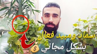 نبات القراص سماد طبيعي ومبيد حشري فعال