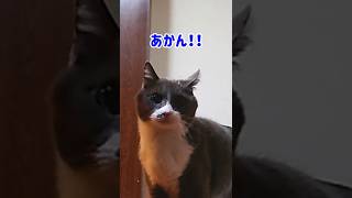 【しゃべる猫】猫缶＆かつお節の日はより一層そわそわする猫 #Shorts