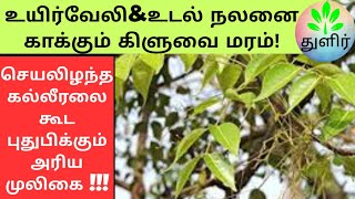 கல்லீரலை புதுபிக்கும் அரிய மூலிகை || கிளுவை மரம் || Commiphora caudata tree benefits || துளிர்