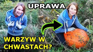 UPRAWA WARZYW W CHWASTACH? czy to w ogóle możliwe?