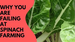 Why you are struggling with your spinach farming #new