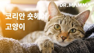 털 색으로 구분하는 다양한 매력의 소유자, 코리안 숏헤어 고양이! | 펫디