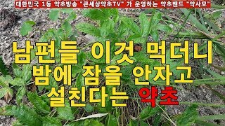 남자들 양기를 넘 강하게 만들어 여자들이 힘들어 한다는 약초.