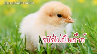 กินไก่ทำให้เป็นโรคเก๊าท์จริงหรือ? #135 #โรคเก๊าท์ #ความเชื่อที่ผิด #อาหารโรคเก๊าท์